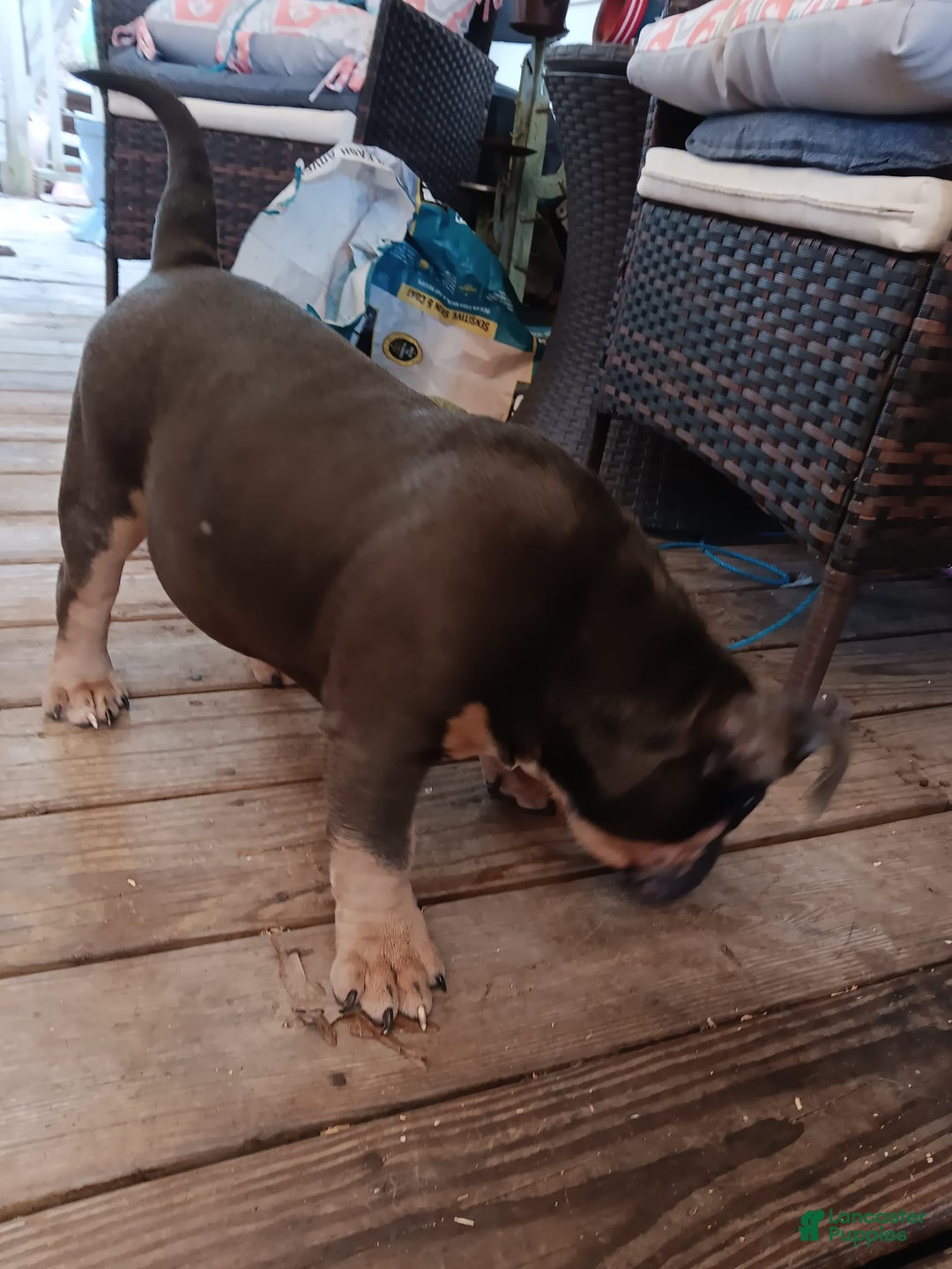 American Bully dogs for sale: Orange Col - Image 6