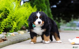 Bernese Mountain Dog dogs for sale: Anson - Image 7