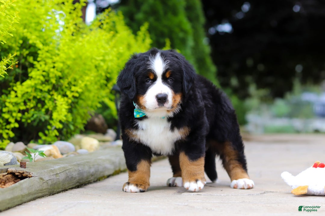 Bernese Mountain Dog dogs for sale: Anson - Image 7