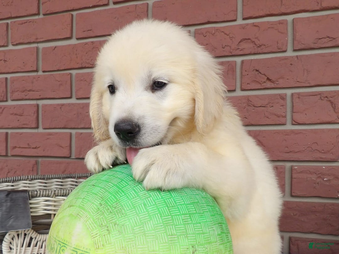 Golden Retriever dogs for sale: Ricky - Image 2