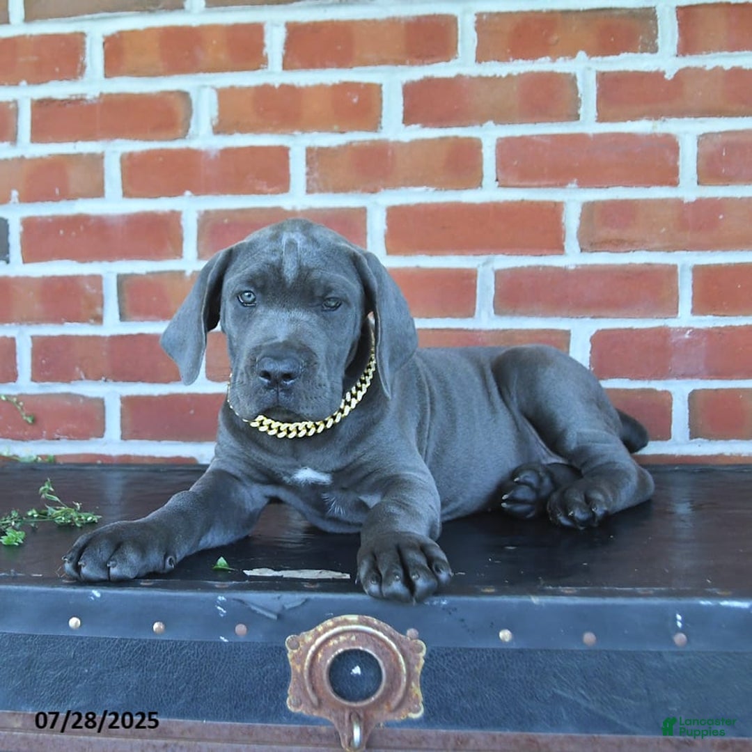 Cane Corso dogs for sale: Daisy - Image 6