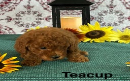 Toy Poodle dogs for sale: Teacup - Image 2