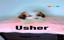 Miniature Poodle dogs for sale: Usher - Image 1