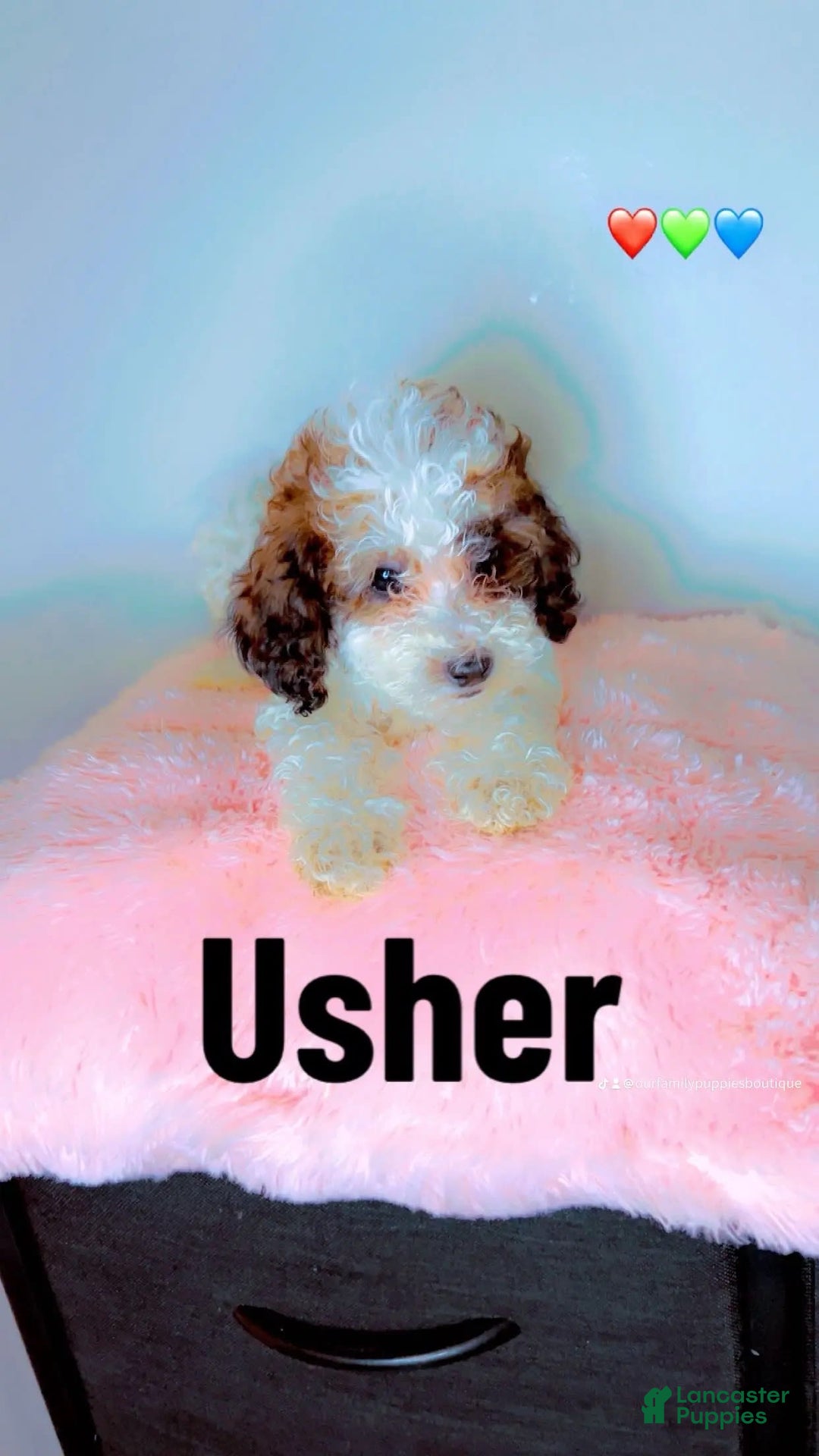 Miniature Poodle dogs for sale: Usher - Image 1