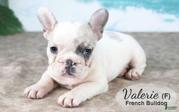 French Bulldog dogs for sale: Valerie - Image 3