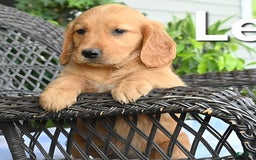 Golden Retriever dogs for sale: Leah - Image 3