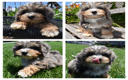 Havapoo dogs for sale: Zipper - Image 2