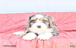 Miniature Bernese Mountain Dog dogs for sale: Mac - Image 5