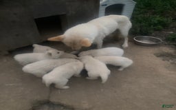 Gerberian Shepsky dogs for sale: Artic - Image 4