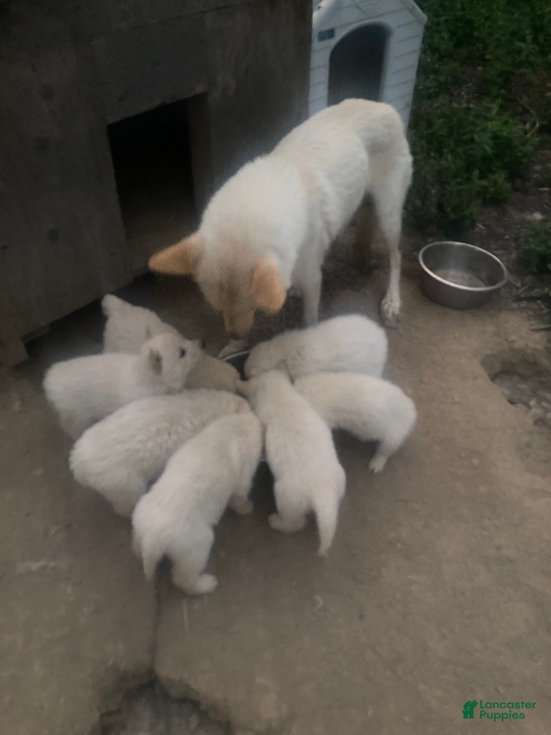 Gerberian Shepsky dogs for sale: Artic - Image 4