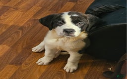Saint Bernard dogs for sale: Rayito - Image 1