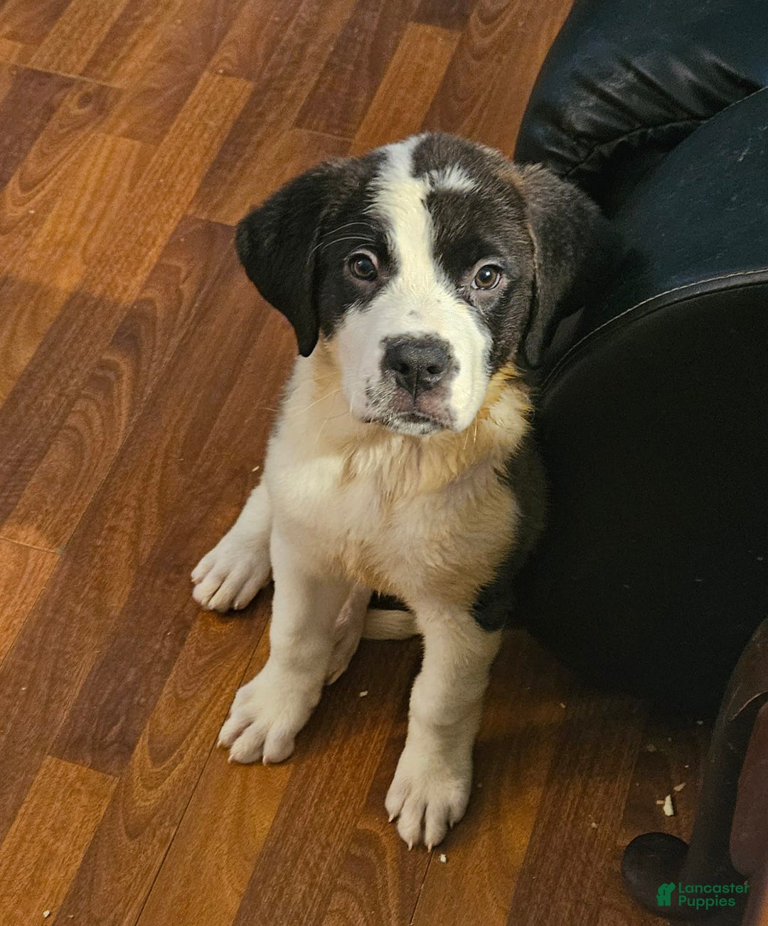 Saint Bernard dogs for sale: Rayito - Image 1