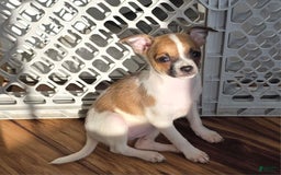 Chihuahua dogs for sale: Garnet - Image 1