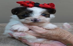 Yorkshire Terrier dogs for sale: Bambi - Image 7