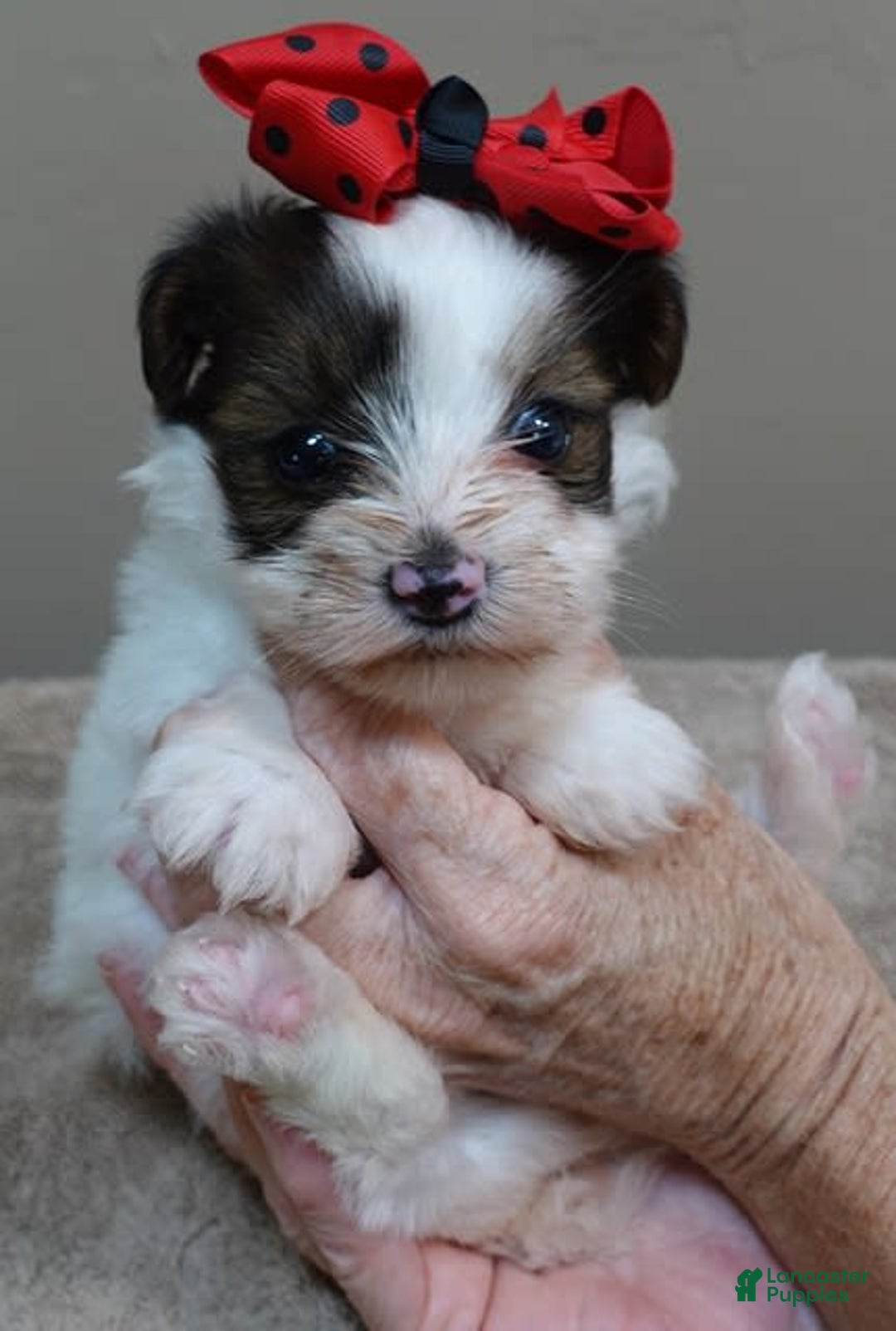 Yorkshire Terrier dogs for sale: Bambi - Image 7