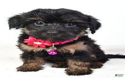 Yochon dogs for sale: Kylie - Image 3