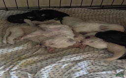 Goldendoodle dogs for sale: Littler 6 Pups! - Image 1