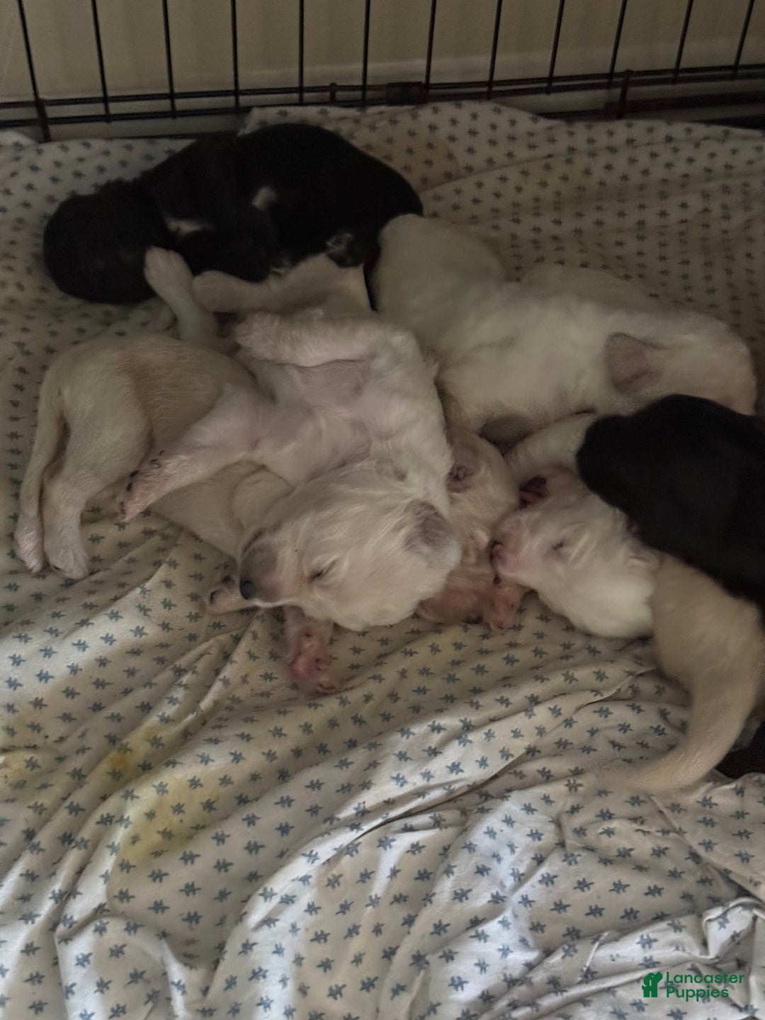 Goldendoodle dogs for sale: Littler 6 Pups! - Image 1