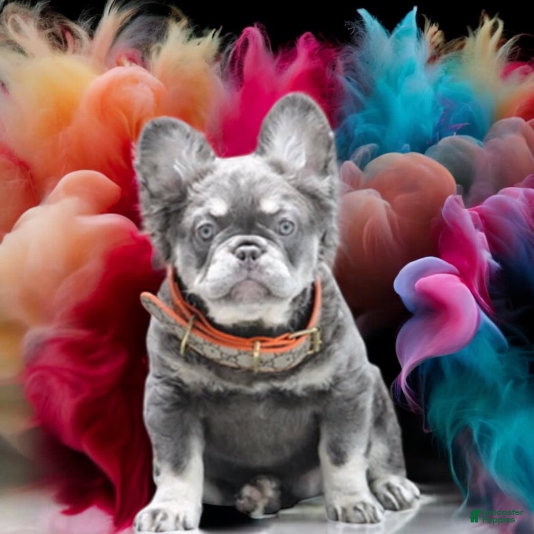 French Bulldog dogs for sale: River - Image 1