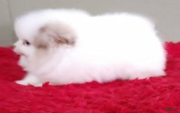 Pomeranian dogs for sale: Louie - Image 3