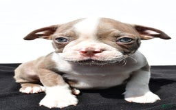Boston Terrier dogs for sale: Jasper - Image 2