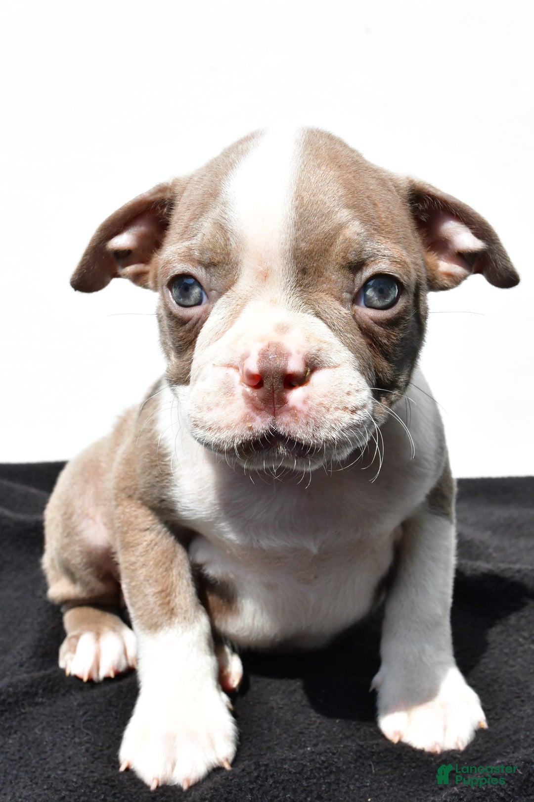 Boston Terrier dogs for sale: Jasper - Image 2