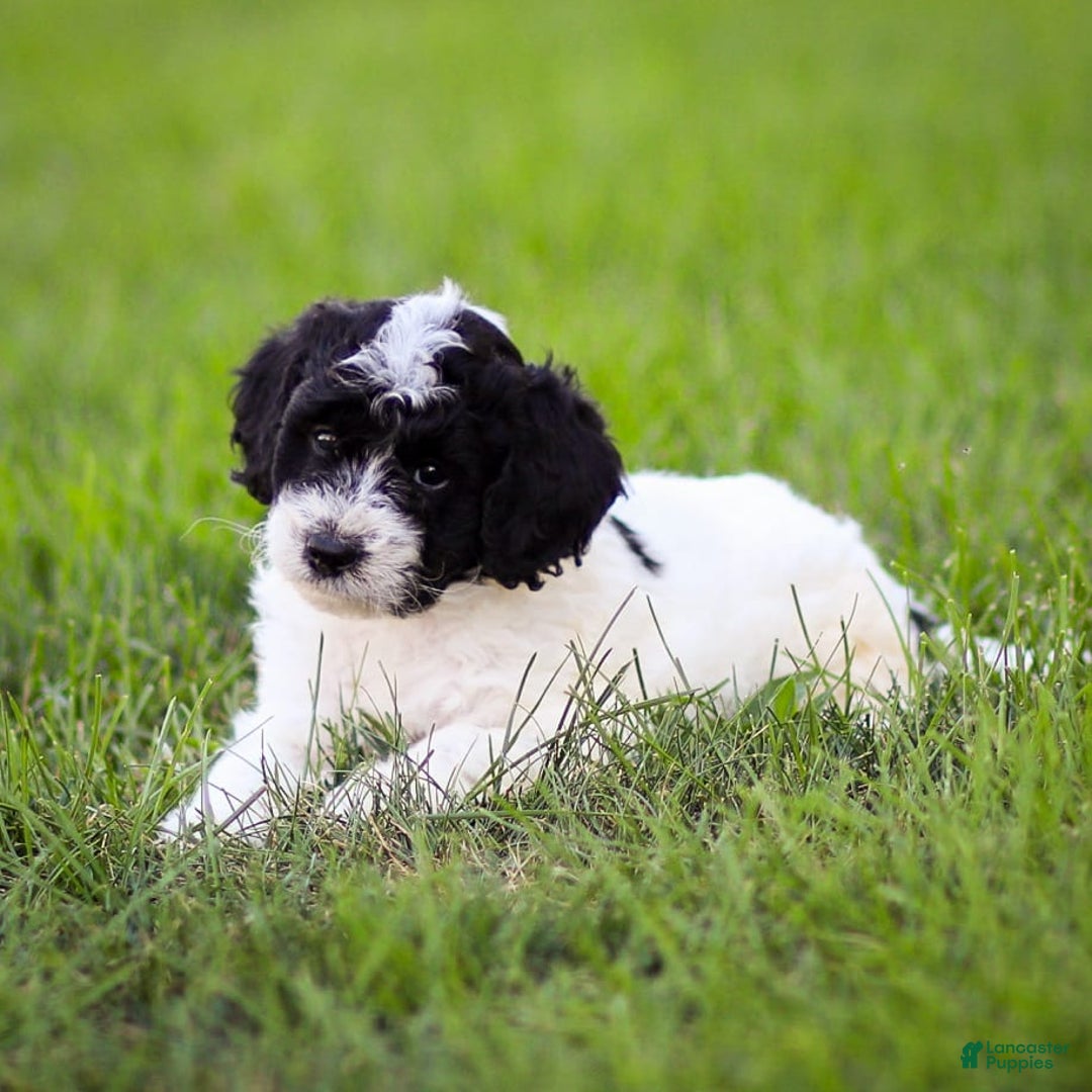 Goldendoodle dogs for sale: Orchid - Image 6