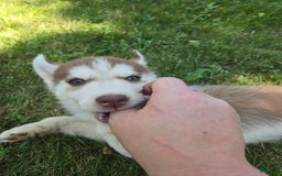 Siberian Husky dogs for sale: Berry - Image 6