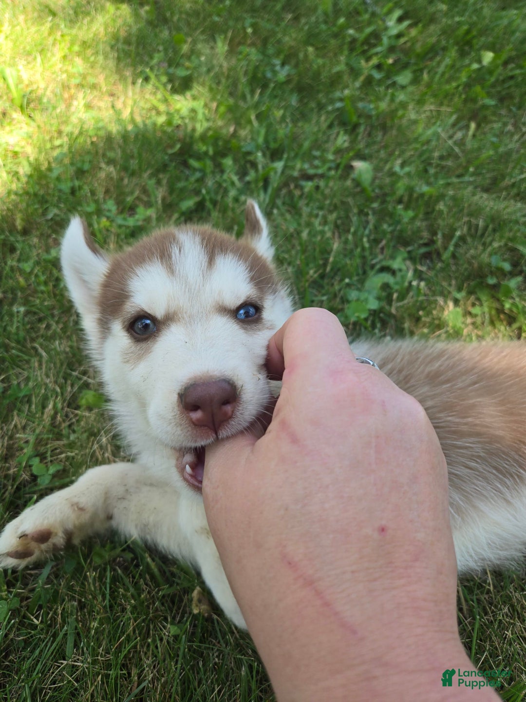 Siberian Husky dogs for sale: Berry - Image 6