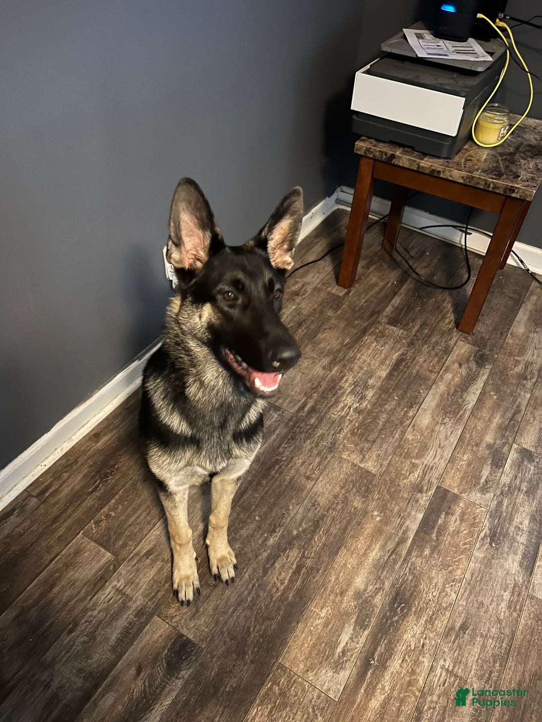German Shepherd dogs for sale: Sable - Image 3