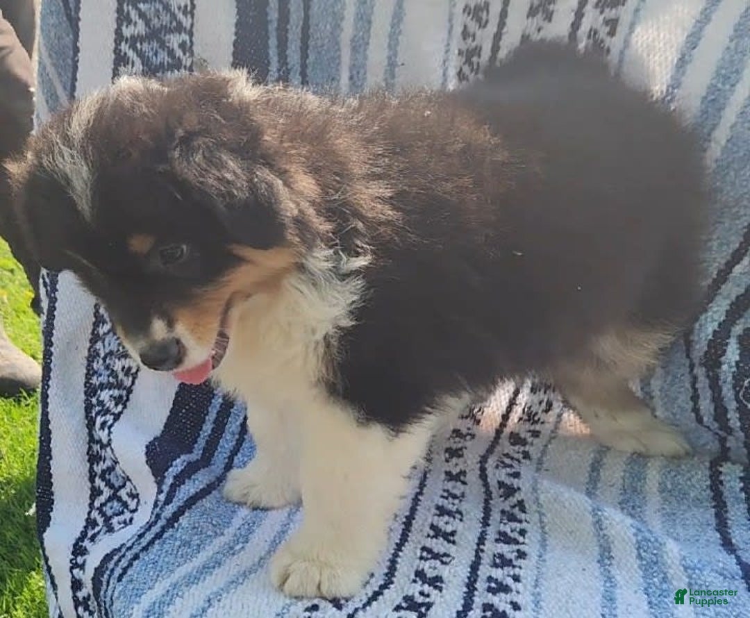 Australian Shepherd dogs for sale: Sasha - Image 13