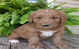 Goldendoodle dogs for sale: Ben - Image 9