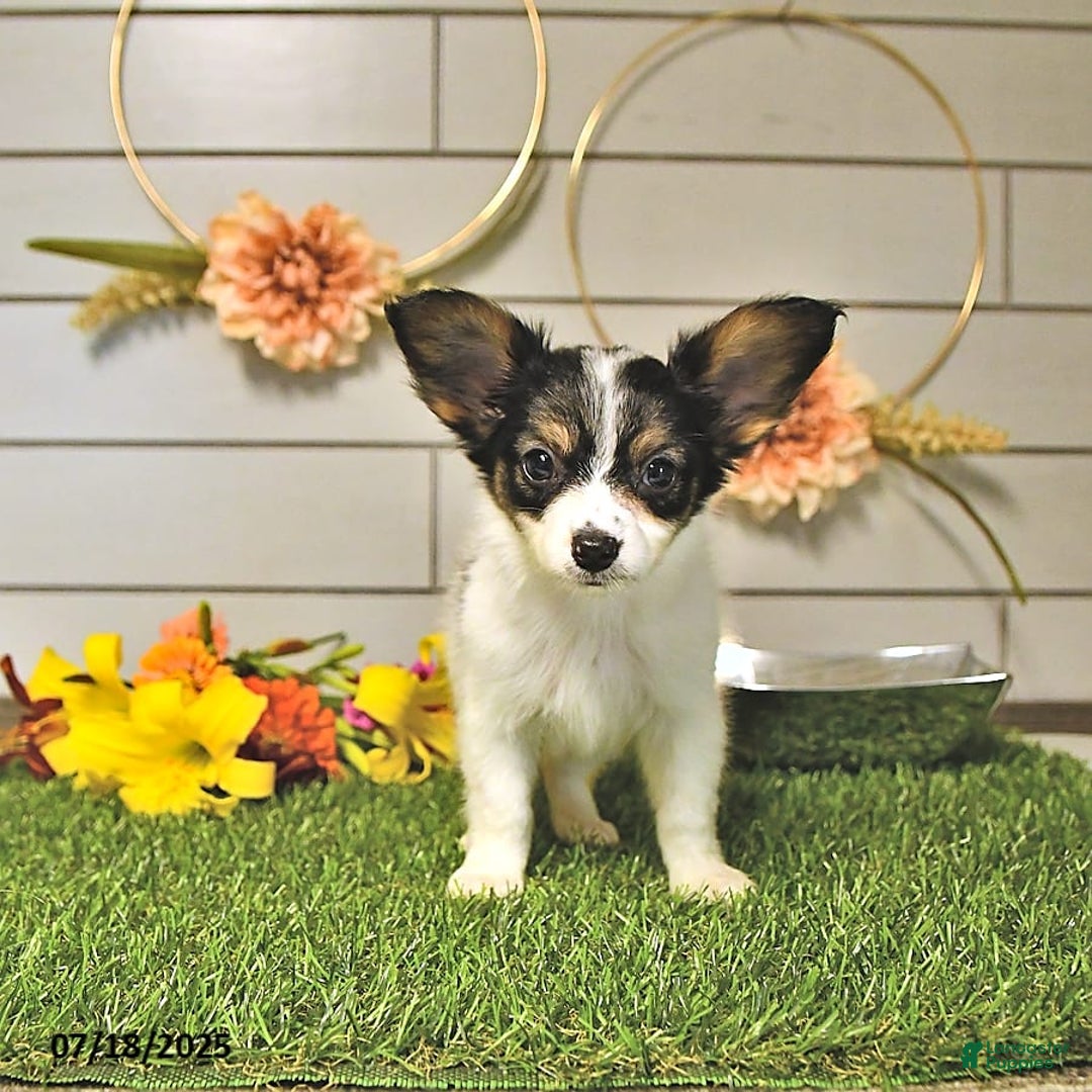 Papillon dogs for sale: Quinn - Image 5