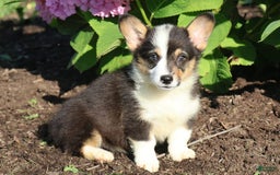 Welsh Corgi Pembroke dogs for sale: Conway - Image 1
