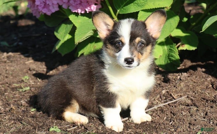 Welsh Corgi Pembroke dogs for sale - Ad 2