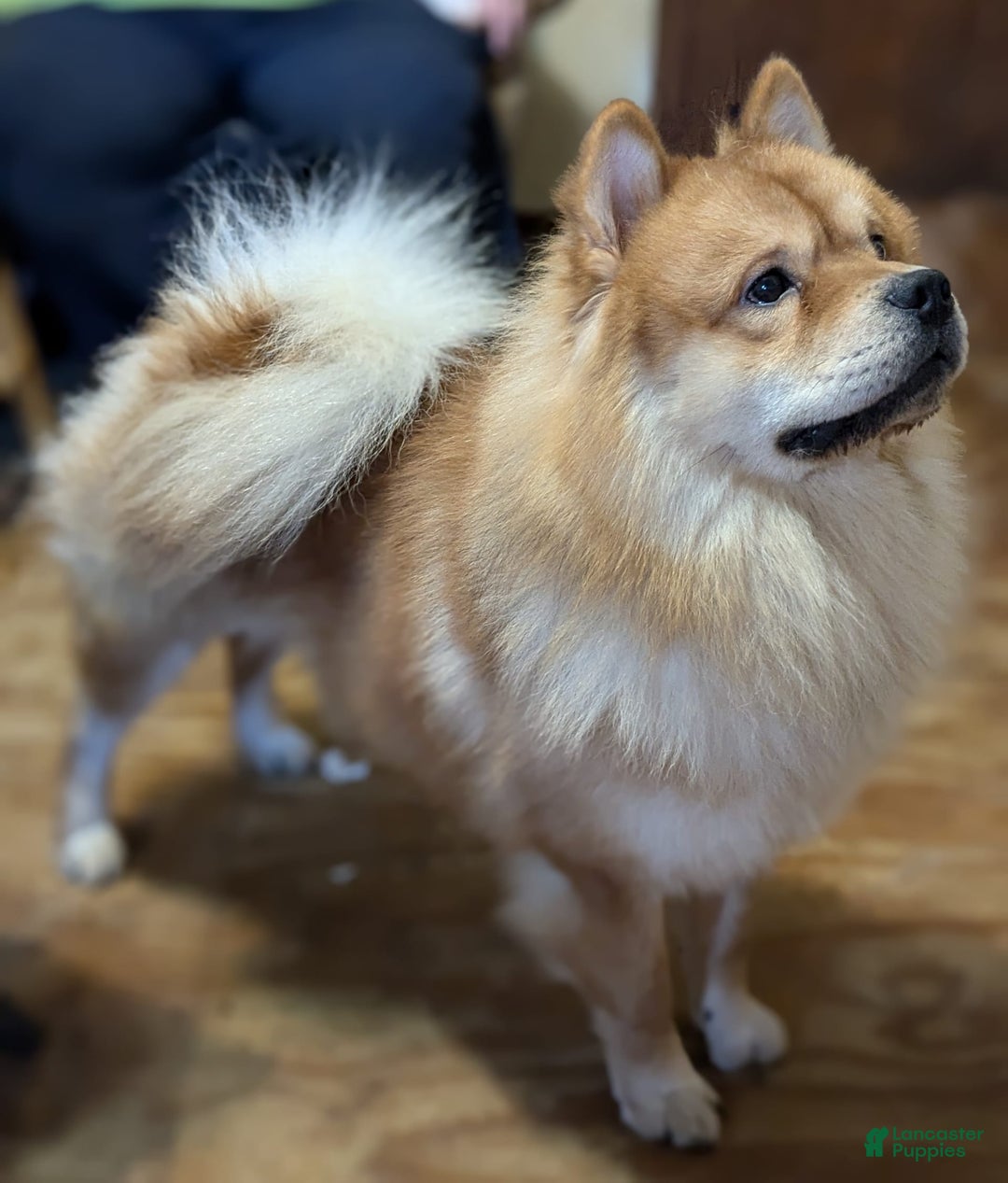 Chow Chow dogs for sale: Foxface - Image 4