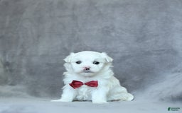 Maltese dogs for sale: Kai - Image 1