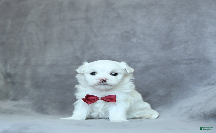 Maltese dogs for sale - Ad 3
