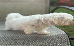 Maltese dogs for sale: Mason - Image 6