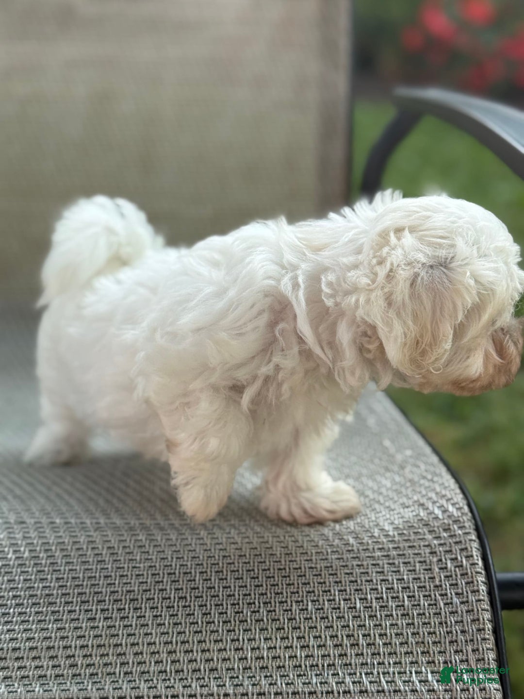 Maltese dogs for sale: Mason - Image 6