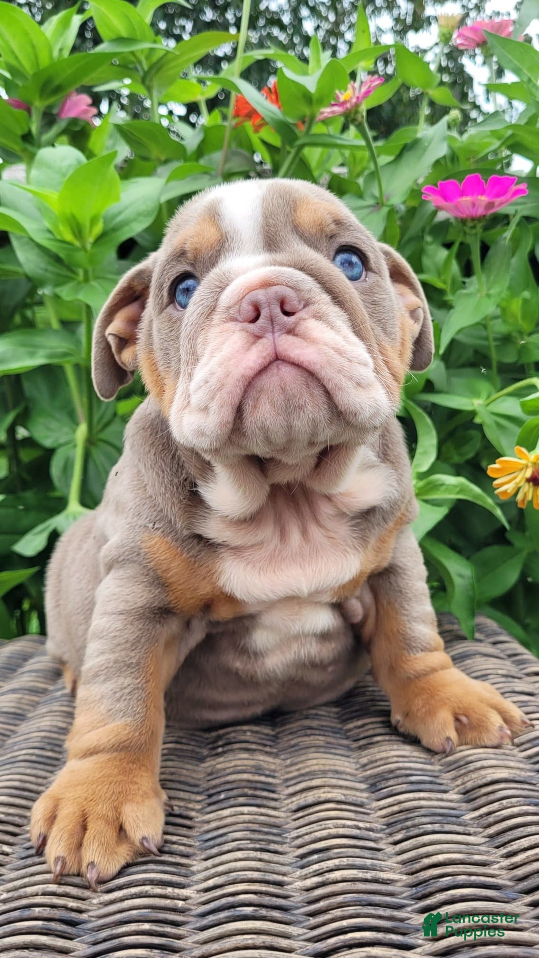 English Bulldog dogs for sale: Lexie - Image 17