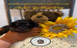 Mini Bernedoodle dogs for sale: Aelas Yellow Boy - Image 7