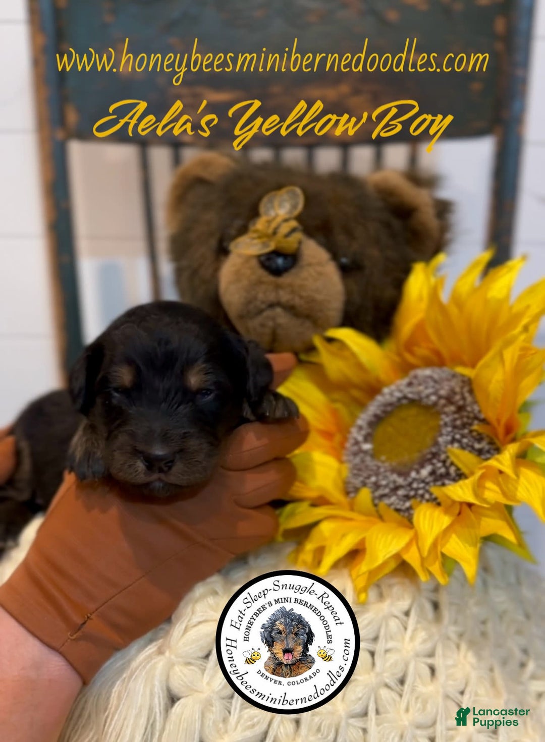 Mini Bernedoodle dogs for sale: Aelas Yellow Boy - Image 7