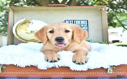 Golden Retriever dogs for sale: Ava - Image 10
