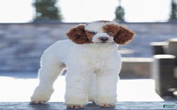 Mini Goldendoodle dogs for sale: Zara - Image 9