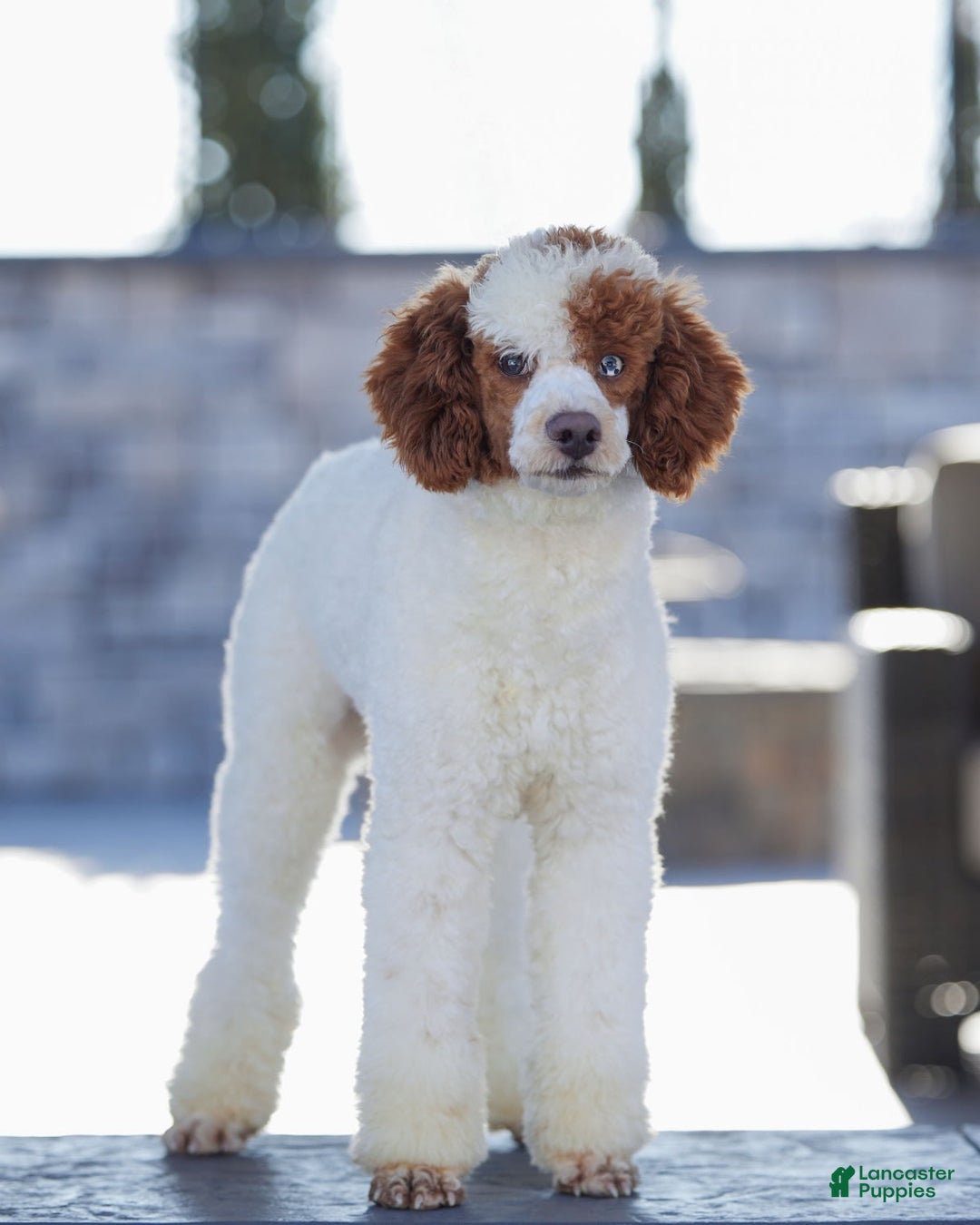 Mini Goldendoodle dogs for sale: Zara - Image 9