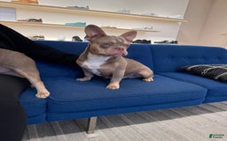 French Bulldog dogs for sale: Dj - Image 11