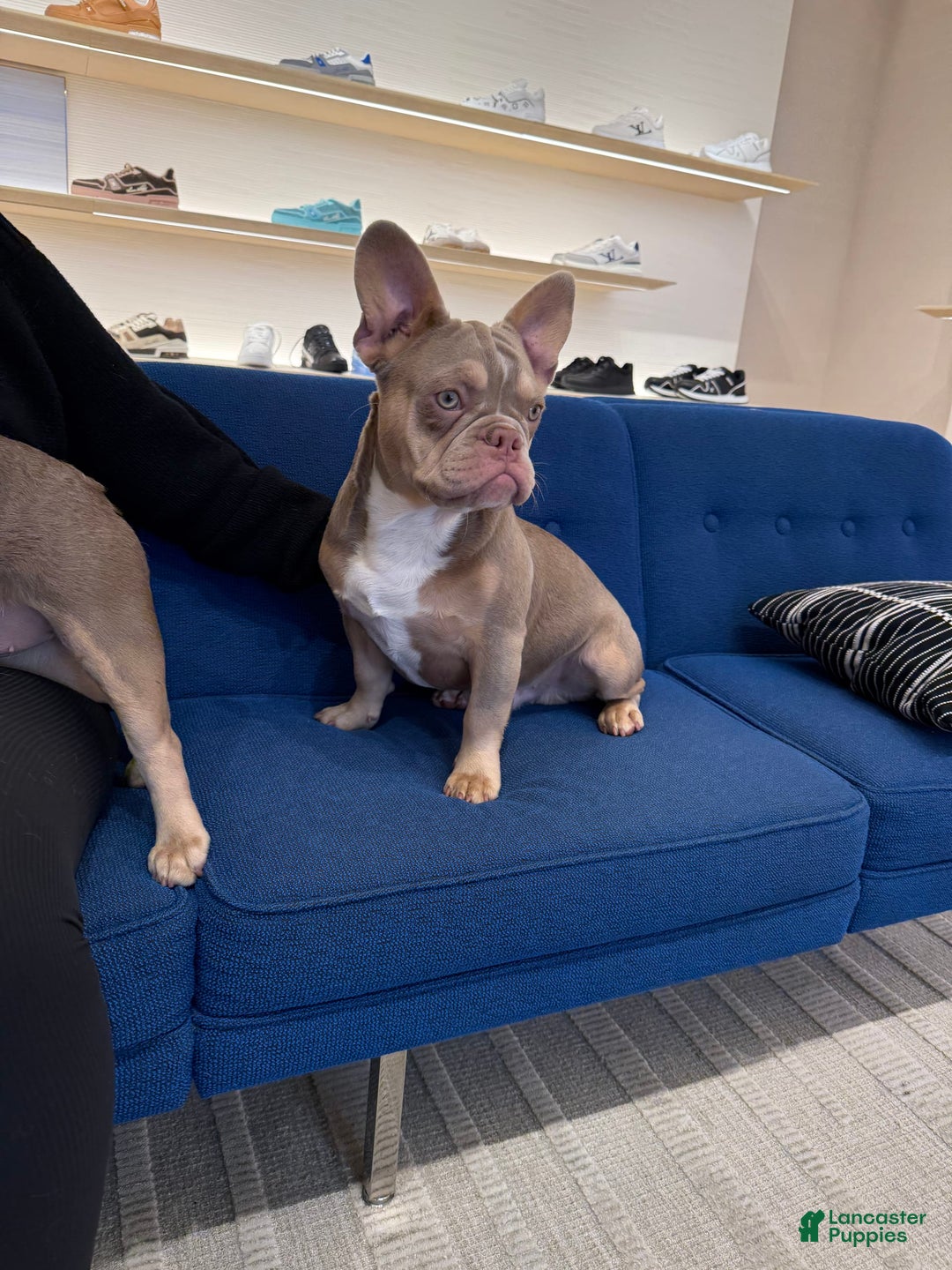 French Bulldog dogs for sale: Dj - Image 11