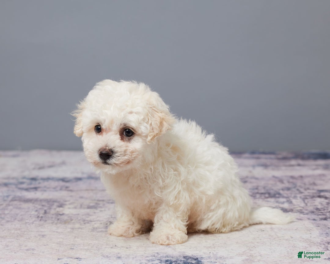 Bichon Frise dogs for sale: Pal - Image 5