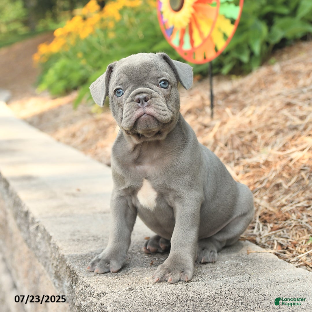 Frenchton dogs for sale: Riker - Image 2